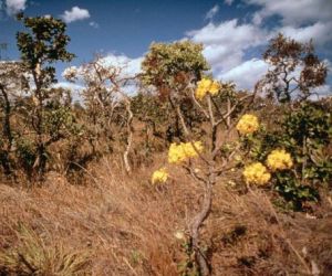 Manifesto de 40 entidades alerta para risco de destruição do cerrado e cita Matopiba