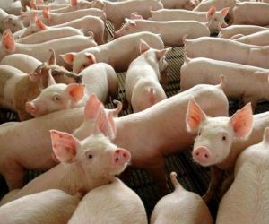 Confirmado segundo foco de peste suína no Piauí; 15 animais sacrificados