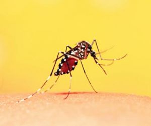 Piauí registra 1º caso suspeito de febre amarela em criança de 9 anos