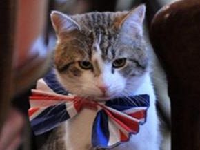 Gato oficial do premiê tem 'roupa de gala' para festa do casamento real