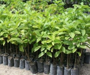 Rotary Clube de Floriano realizará plantio de mudas nas margens do Rio Parnaíba