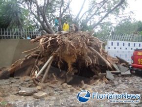 Chuva derruba árvore centenária em Floriano