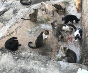 Gatos são encontrados mortos, em Teresina, e polícia suspeita de envenenamento