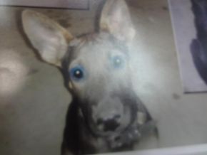 Cachorro desapareceu e proprietário oferece recompensa a quem encontrar