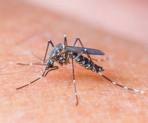 Primeiro caso de 2019 de zika vírus é notificado no Piauí