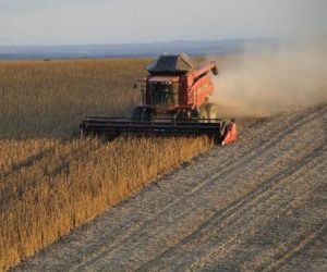 IBGE prevê novo recorde de safra para o Piauí, com alta de 7% na produção