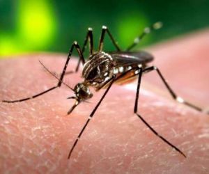 USP desenvolve teste que identifica vírus da zika com maior precisão