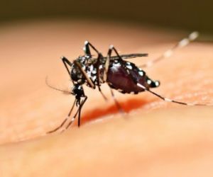 Dengue e Chikungunya continuam tendo redução no PI