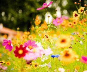 Adeus inverno, bem vinda primavera!