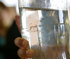 Saúde reforça alerta após aumento nos casos de Chikungunya no Piauí