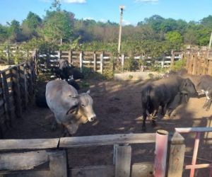 Polícia Militar localiza no Piauí 14 touros furtados de fazenda no Ceará
