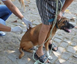Após 27 anos, Teresina tem caso confirmado de raiva canina e faz busca ativa