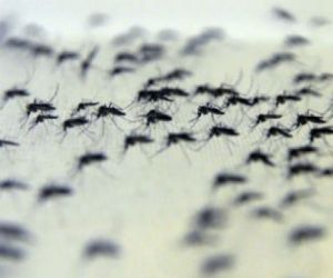 BH receberá projeto que introduz a bactéria no mosquito Aedes aegypti