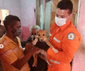 Bombeiros resgatam filhote de cachorro que ficou preso entre muros em Teresina