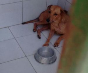 Apipa pede ajuda para manter animais em abrigo por falta de recursos