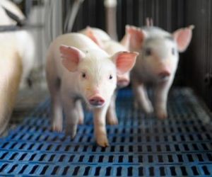 Adapi proíbe entrada de suínos no Piauí após foco de peste suína no Ceará