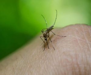 OMS amplia alerta de febre amarela no Brasil