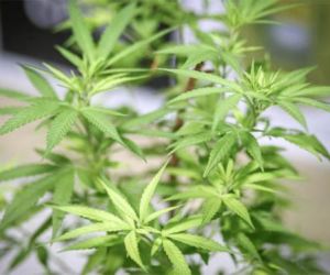 Projeto de lei incentiva pesquisas com Cannabis sativa no Piauí