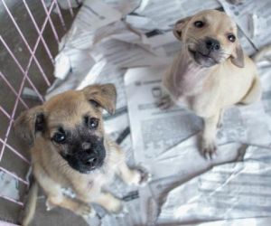 Abrigos de animais de Teresina têm queda de 70% nas doações durante a pandemia e têm dificuldade par