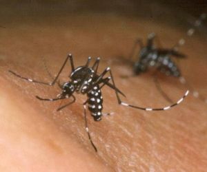 Ministério da Saúde confirma relação entre vírus zica e microcefalia
