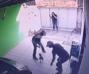Vídeo: grupo faz família refém e rouba cão durante arrastão em residência