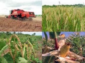 Estimativa da safra agrícola do Piauí é superior a 2 milhões de toneladas