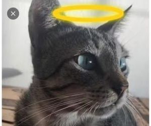 Envenenamento mata gato no litoral do Piauí; cidade soma mais de 25 mortes suspeitas desde abril