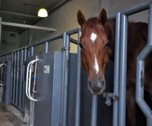 Hospital Veterinário Universitário passa a operar animais de grande porte