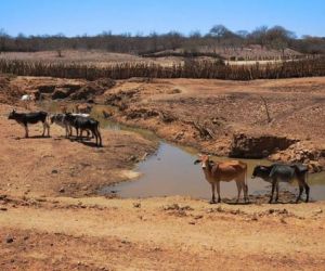 Sobe para 48 os municípios em situação de emergência por seca no Piauí