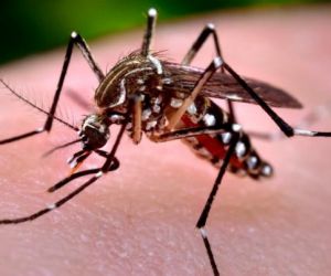 Piauí receberá R$ 2,6 milhões de recurso adicional para combate ao Aedes