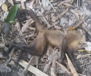 Macaco achado morto não tinha raiva e amostra será enviada para Belém
