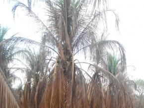 Incêndio atingiu plantação de coco na localidade Morrinhos