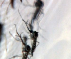 Número de casos confirmados de dengue chega a 2.213 em todo o Piauí