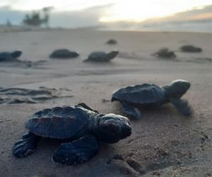 Mais de 300 filhotes de tartarugas são soltos no mar em Luís Correia