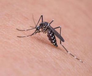 Parnaíba registra segunda suspeita de Febre Amarela no município