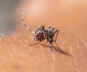 Casos de chikungunya aumentam em quase 70% no Piauí