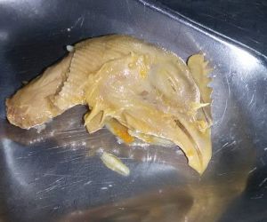 Cabeça de frango é achada em sopa servida no restaurante da UFPI