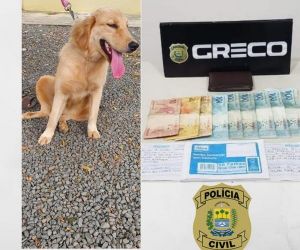 Mulher usa filhote de Golden Retriever para aplicar golpe e vai presa