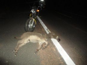 Registrado mais um acidente na BR 343 envolvendo uma moto e um animal