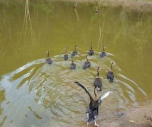 Zoobotânico receberá animais silvestres resgatados de cativeiro em operação no Piauí