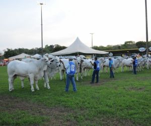 Com 67ª Expoapi, rebanho piauiense ganha destaque nacional