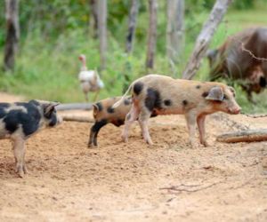 Sobe para 15 o número de focos da peste suína confirmados no Piauí
