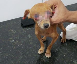 Cão é achado com sinais de queimaduras por água quente