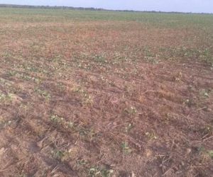 Em Uruçuí soja está morrendo devido à falta de chuvas e altas temperaturas