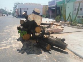 Secretaria de Meio Ambiente explica corte de árvores em Floriano
