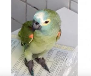Imprensa nacional repercute apreensão de papagaio delator no PI