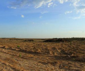 Ministério Público denuncia desmatamento de 463 hectares de área de preservação ambiental