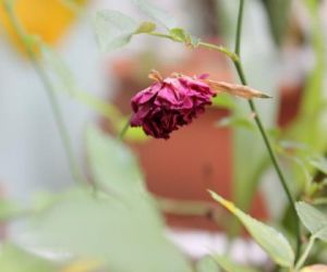 O fim das flores