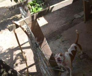 Homem morre após sofrer grave ataque de cães em Teresina