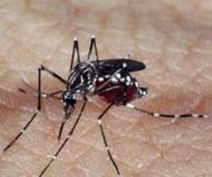 Mais de 20% dos municípios brasileiros têm risco de surto para dengue